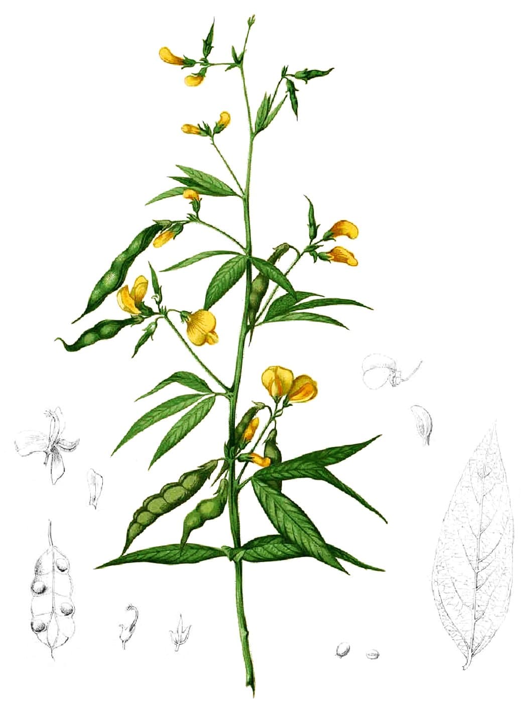 Pigeon pea - Wikipedia