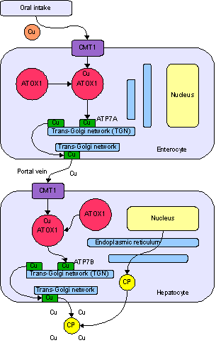 Copper in biology - Wikipedia