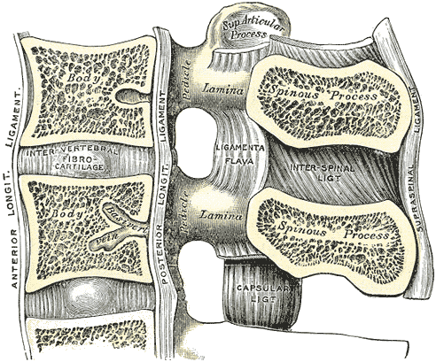 Anterior longitudinal ligament - Wikipedia