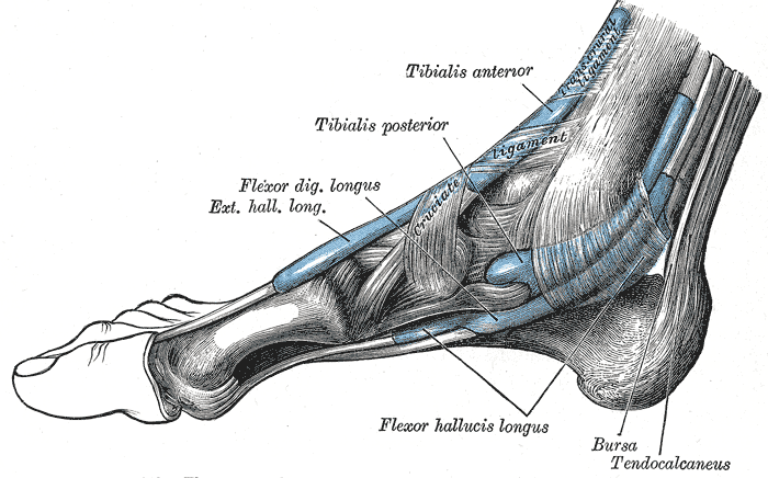 Tarsal tunnel syndrome - Wikipedia