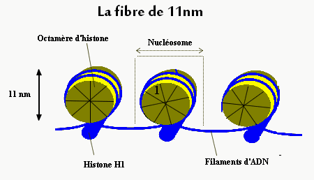 Nucléosome — Wikipédia