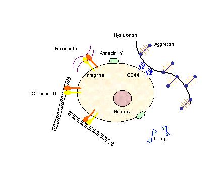 Chondrocyte — Wikipédia