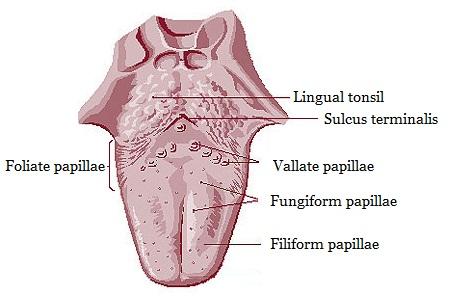 Lingual papillae - Wikipedia