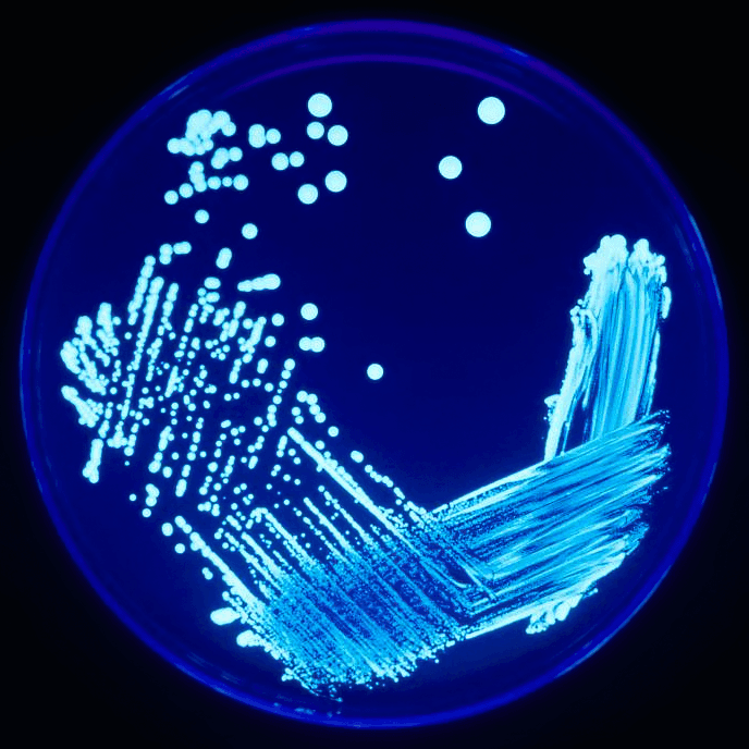 Legionella - Wikipedia