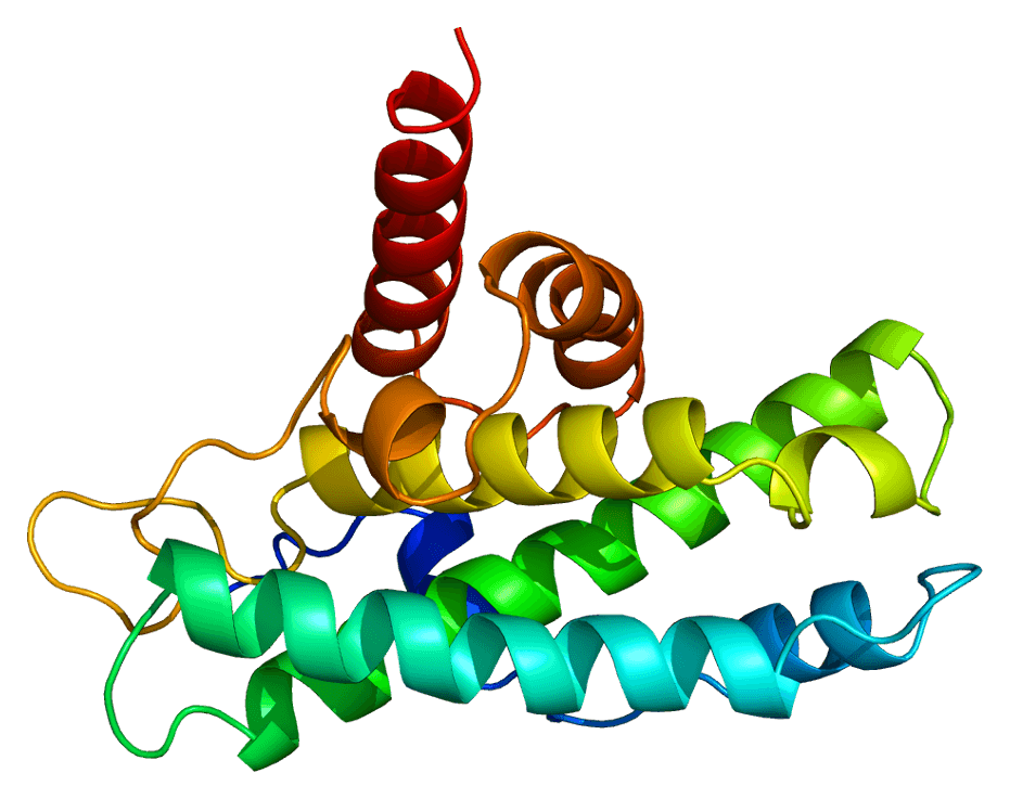 Retinoblastoma protein - Wikipedia