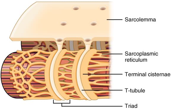 Sarcoplasmic reticulum - Wikipedia