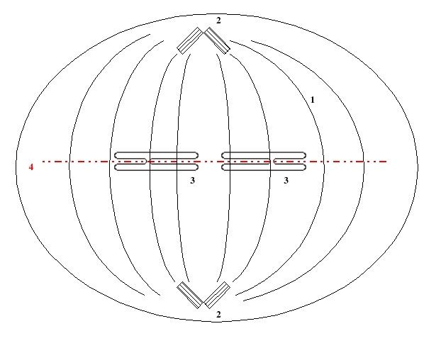 Aster (biologie) — Wikipédia