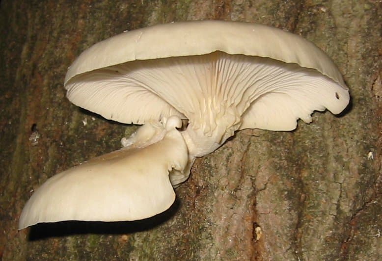 Pleurotus — Wikipédia