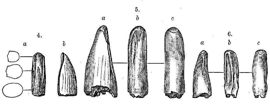 Aublysodon — Wikipédia