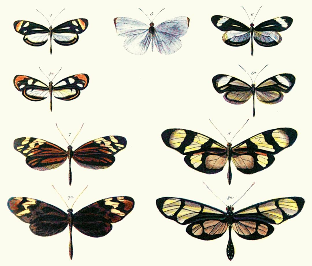 Batesian mimicry - Wikipedia