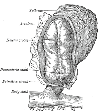 Neural groove - Wikipedia