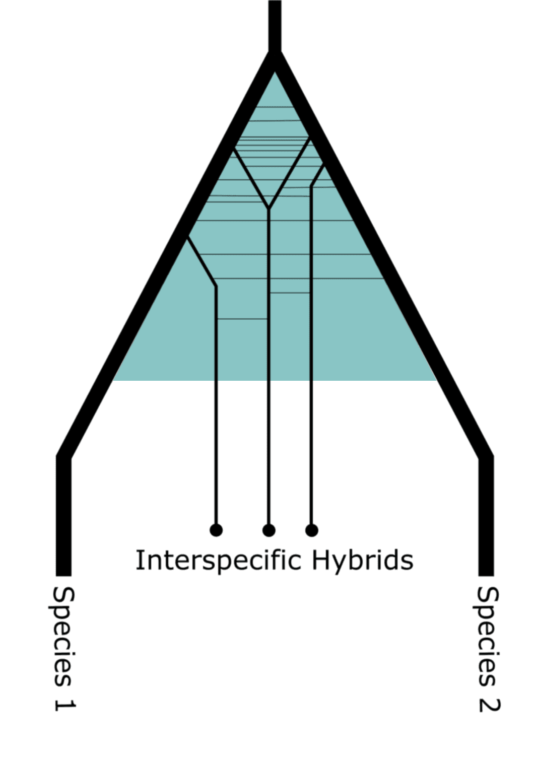 Introgression - Wikipedia