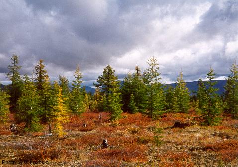 Limite des arbres — Wikipédia