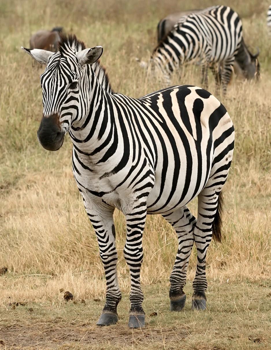 Zebra - Wikipedia