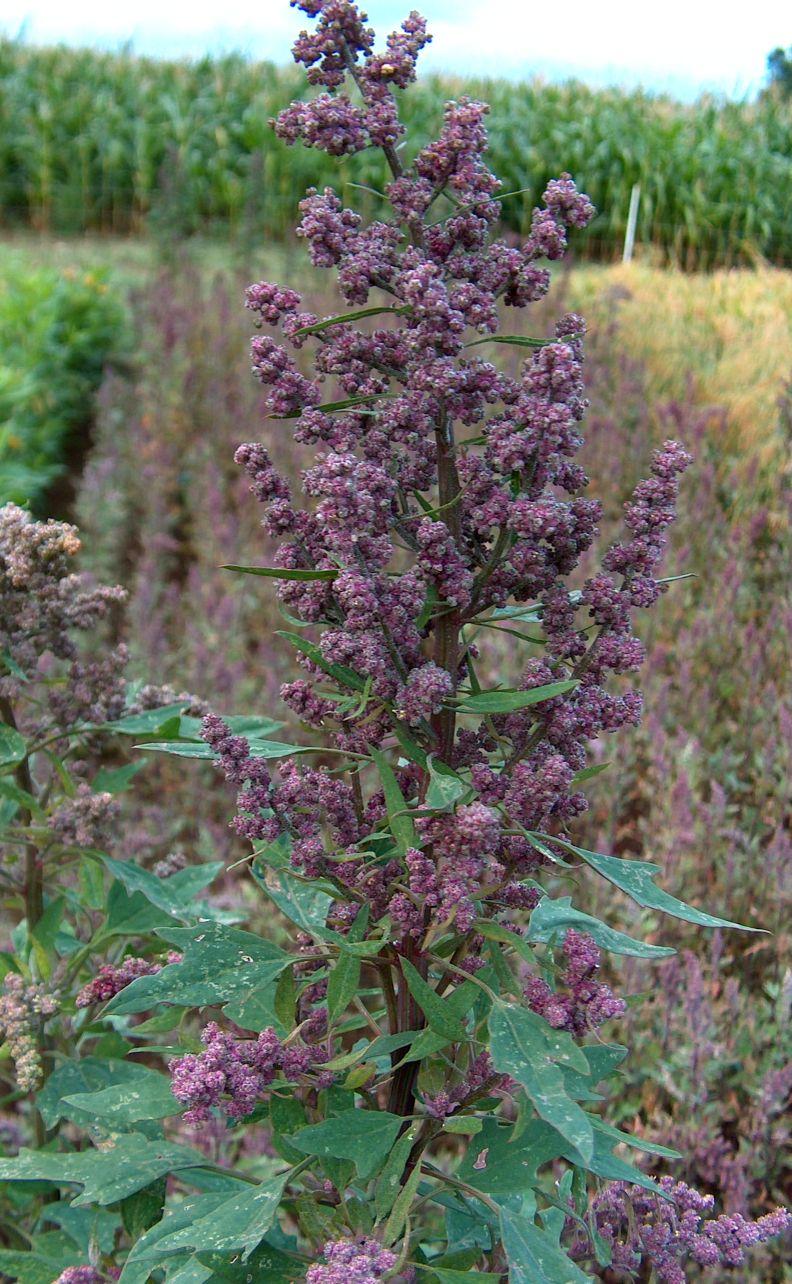 Quinoa - Wikipedia