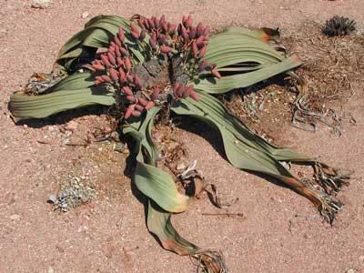 Gnetophyta — Wikipédia