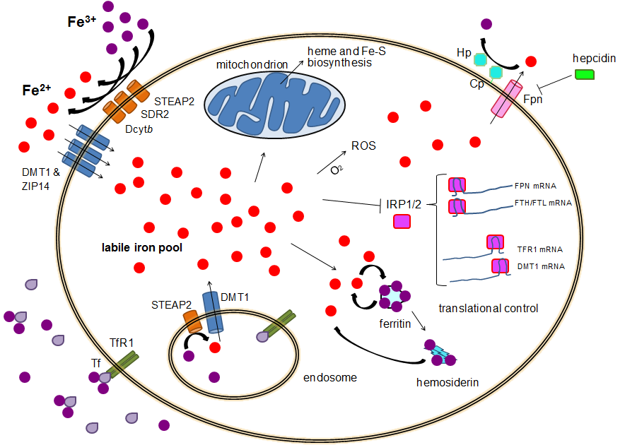 Human iron metabolism - Wikipedia