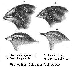 Sélection naturelle — Wikipédia