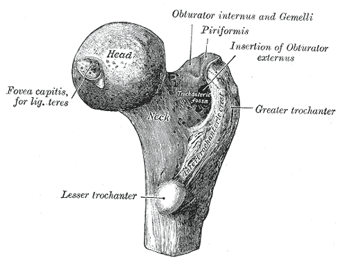 Femoral head - Wikipedia