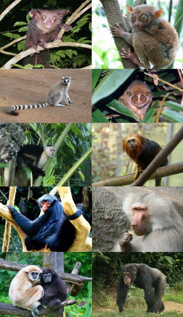 Primates — Wikipédia