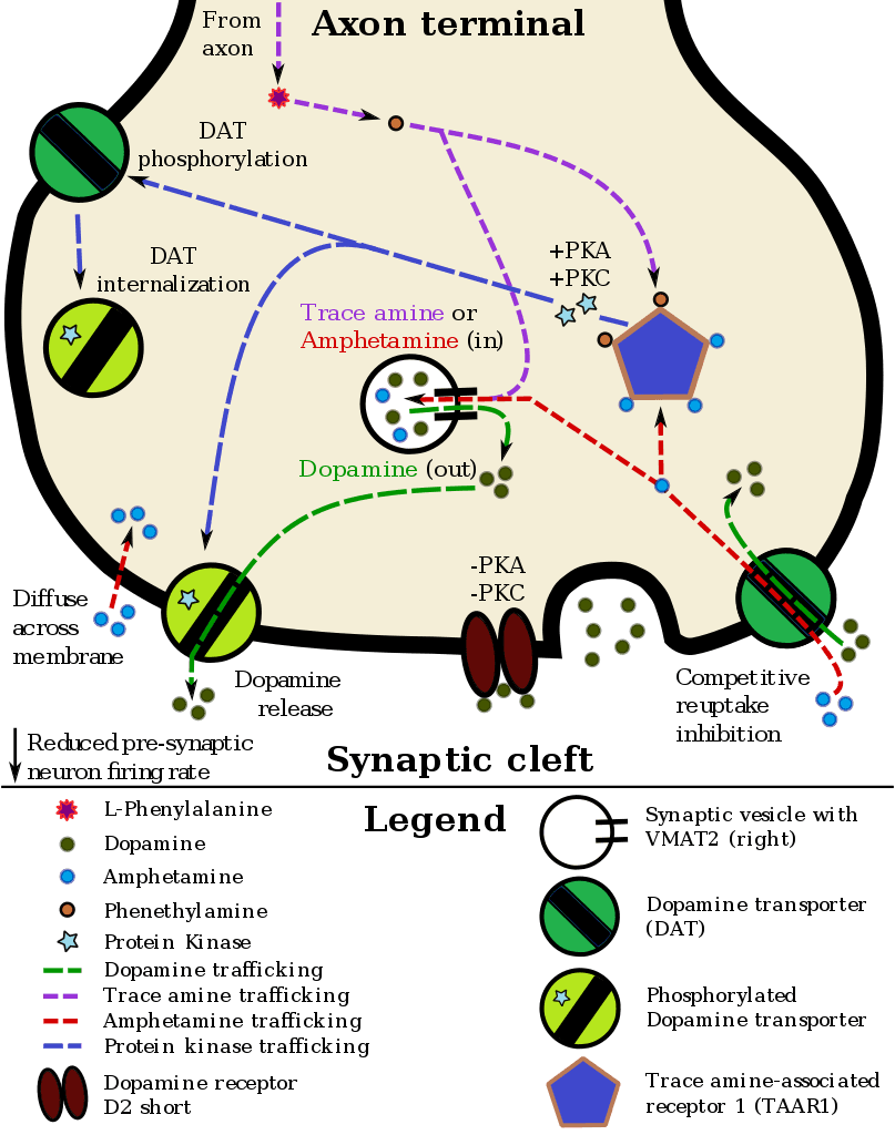 Récepteur dopaminergique — Wikipédia