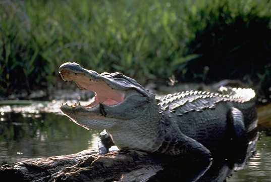 Alligator — Wikipédia