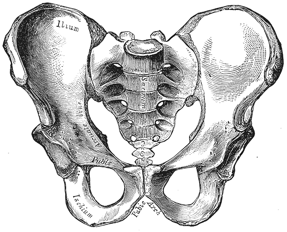 Pelvis - Wikipedia