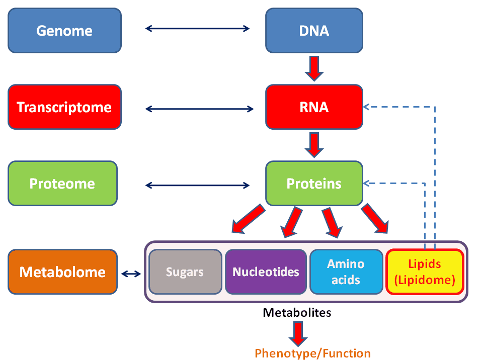 Lipidome - Wikipedia