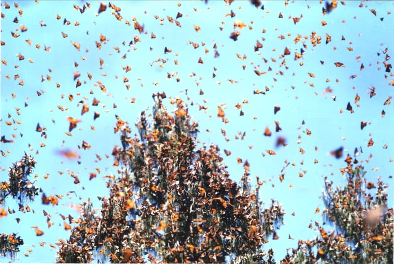 Migration des papillons — Wikipédia