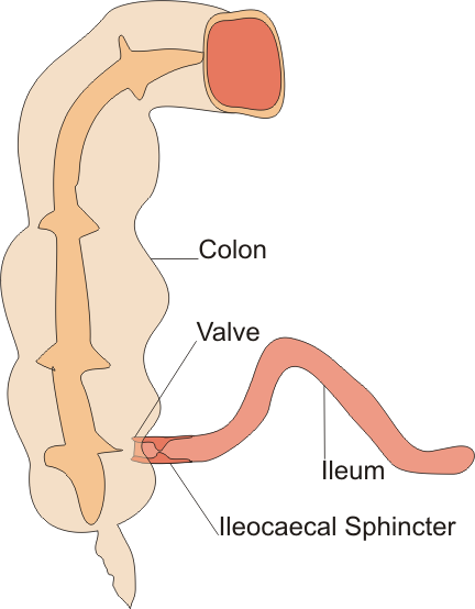 Sphincter — Wikipédia