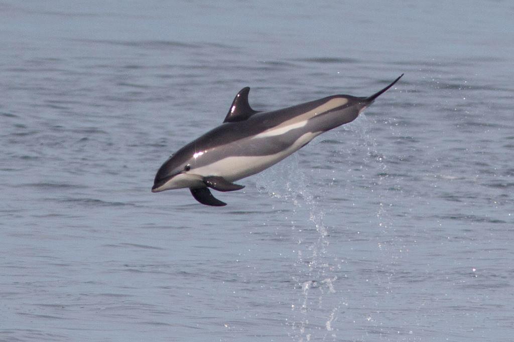 Atlantic white-sided dolphin - Wikipedia