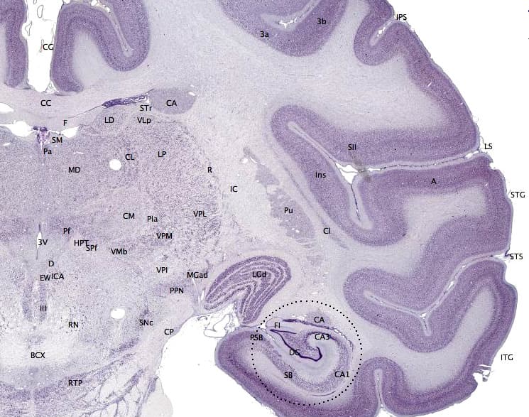 Cortex (anatomy) - Wikipedia