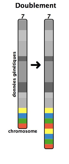 Duplication (génétique) — Wikipédia