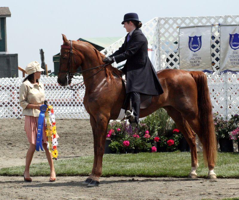 American Saddlebred - Wikipedia