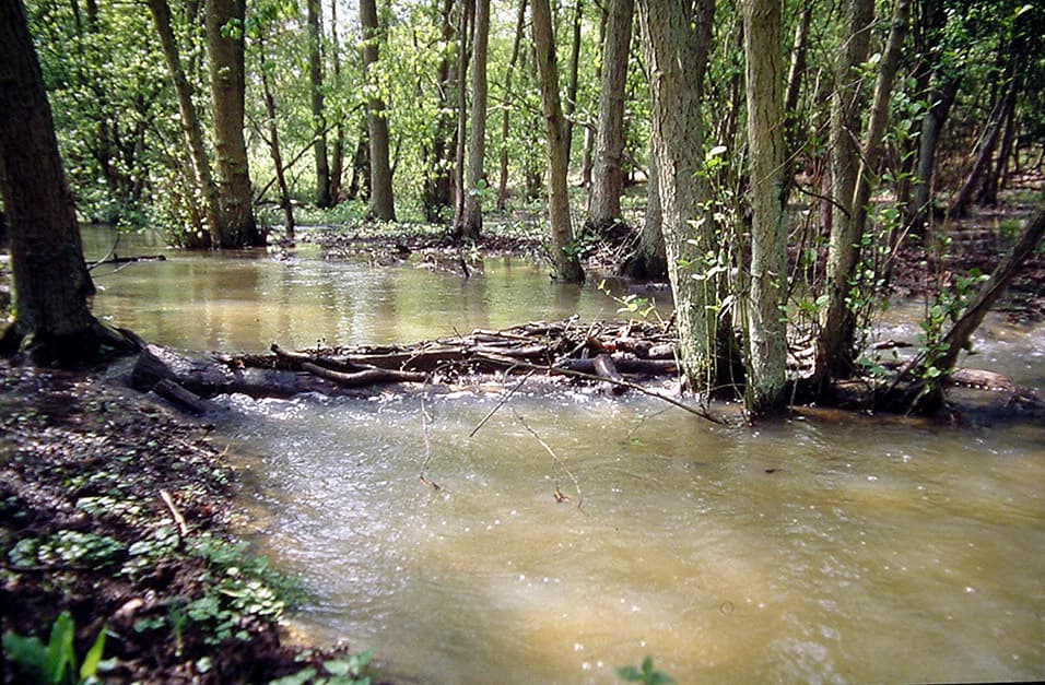 Barrage naturel — Wikipédia