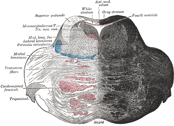 Reticular formation - Wikipedia