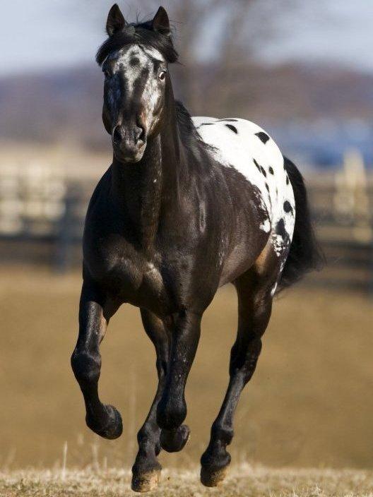 Appaloosa - Wikipedia