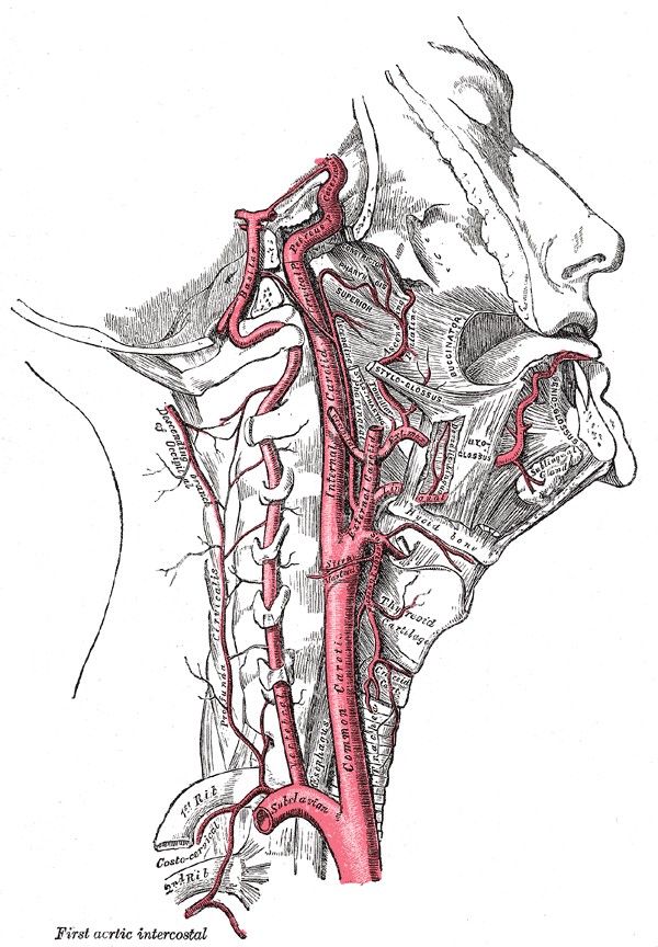 Artère carotide interne — Wikipédia