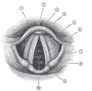 Corde vocale — Wikipédia