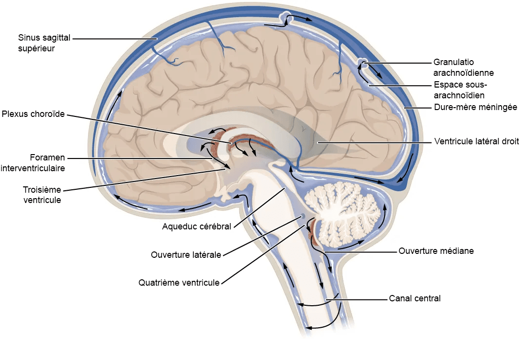 Liquide cérébrospinal — Wikipédia