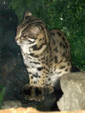 Chat-léopard — Wikipédia