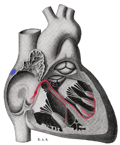 Faisceau atrio-ventriculaire — Wikipédia