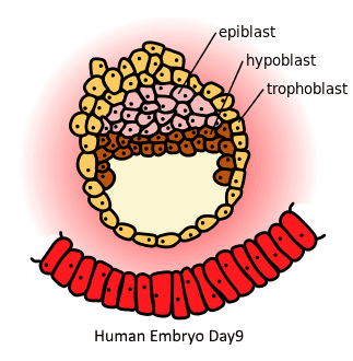 Epiblast - Wikipedia