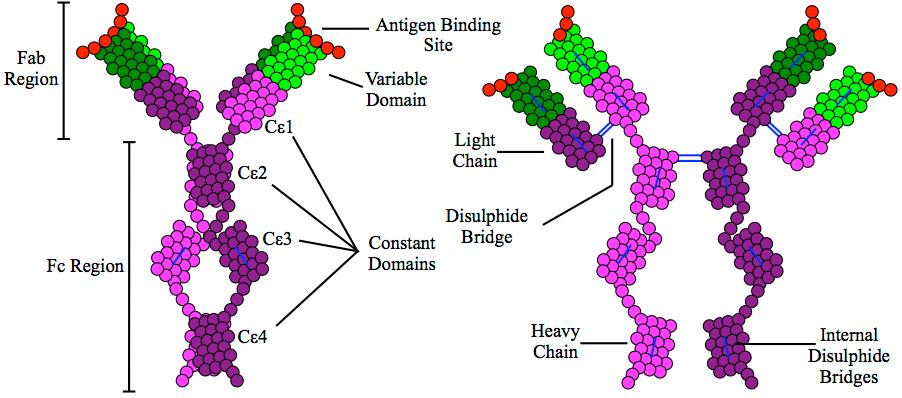 Immunoglobuline E — Wikipédia