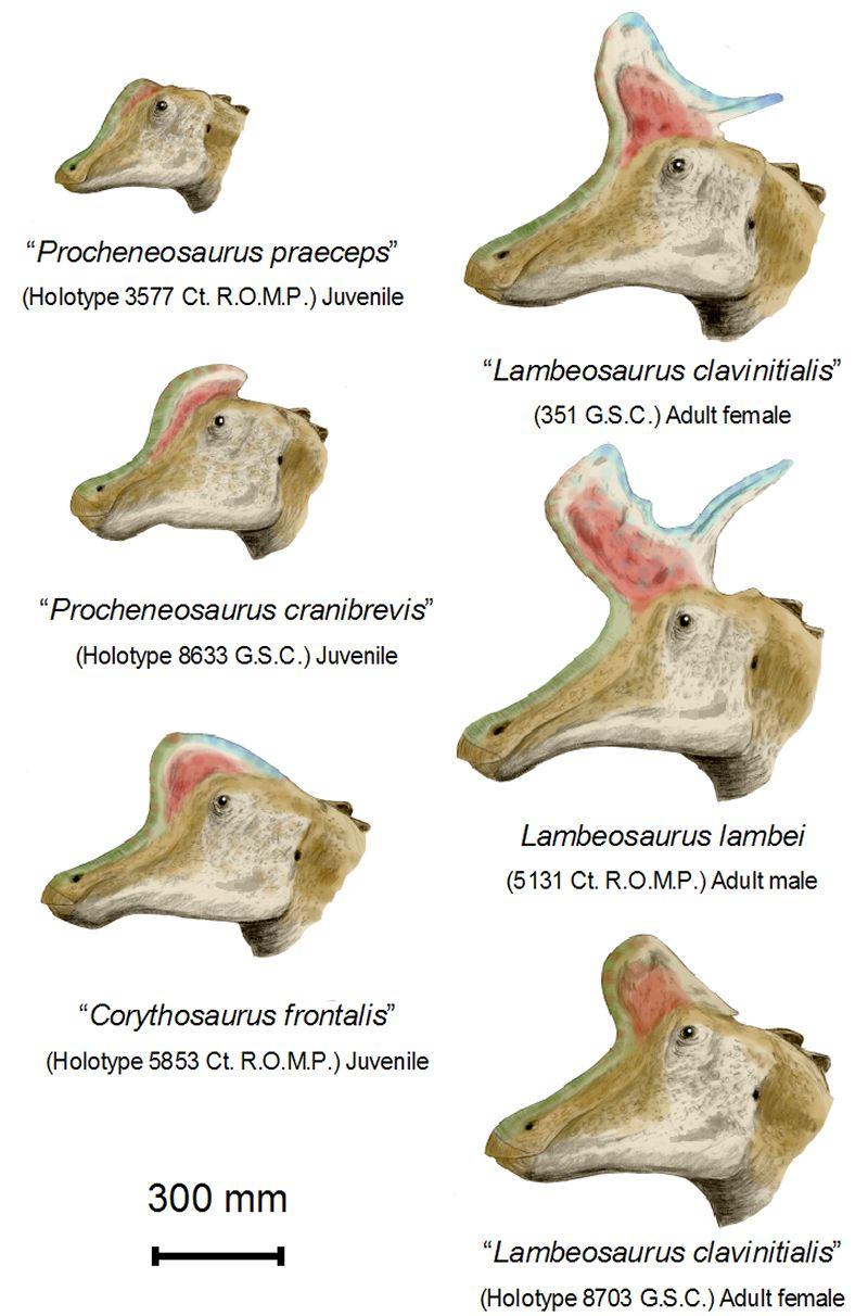 Lambeosaurus — Wikipédia