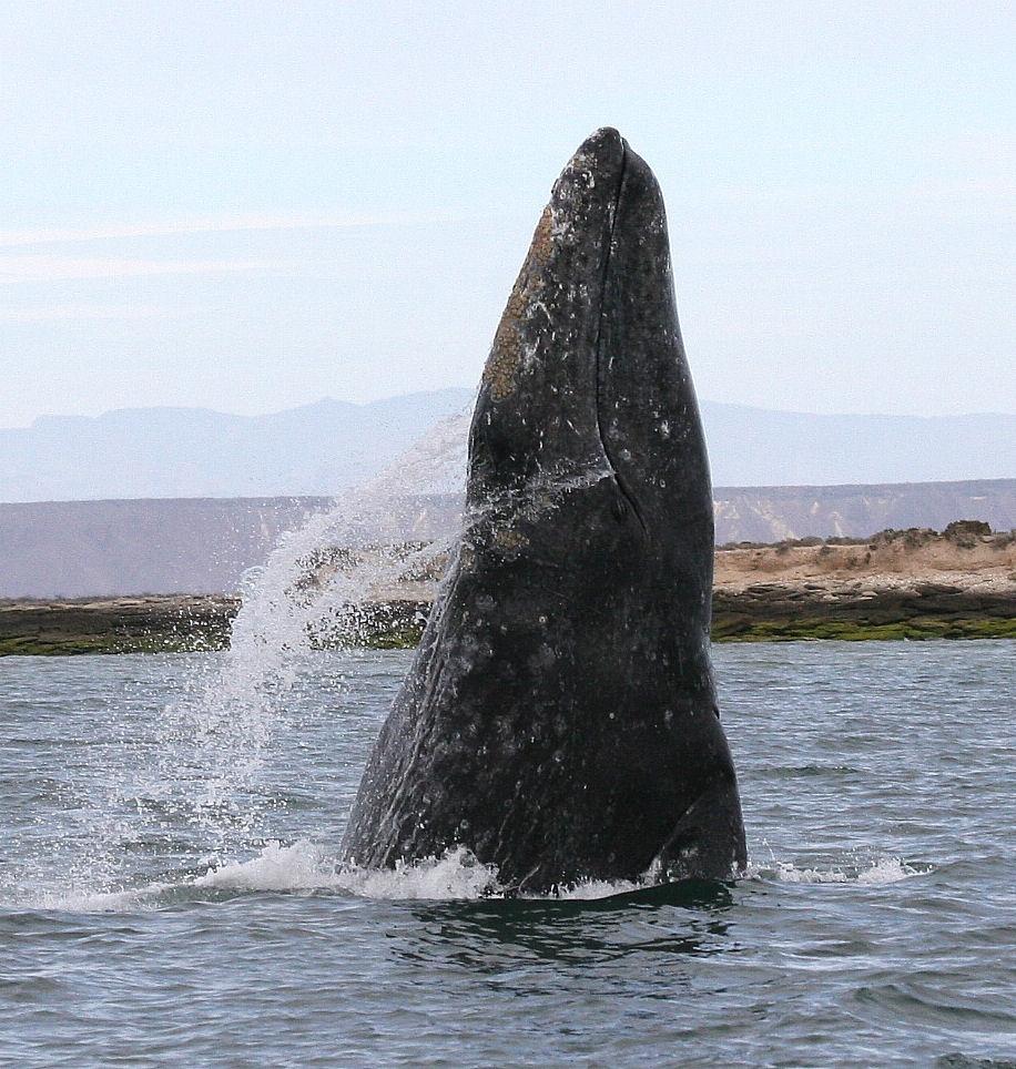 Baleine grise — Wikipédia