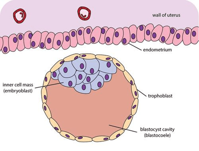 Blastocyst - Wikipedia
