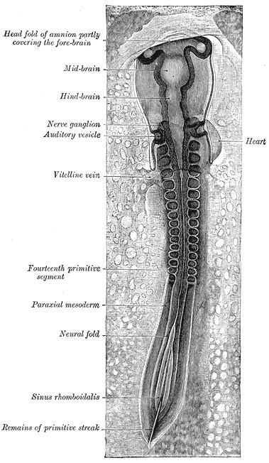 Neural fold - Wikipedia