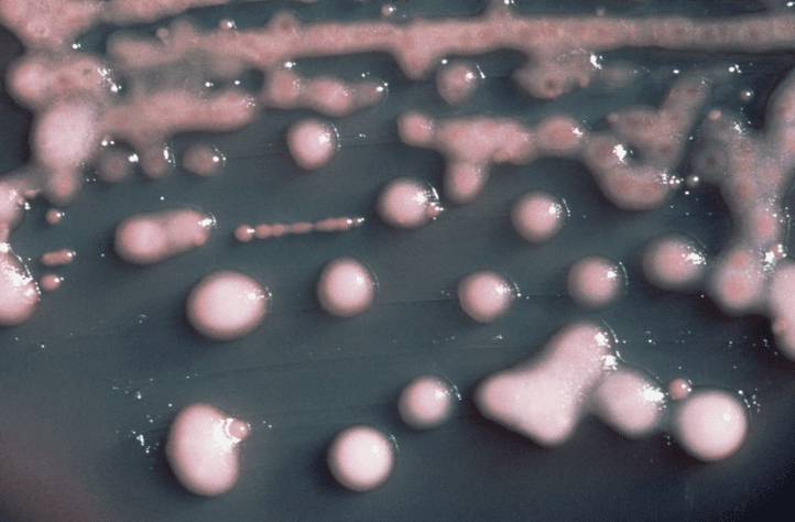 Klebsiella pneumoniae — Wikipédia