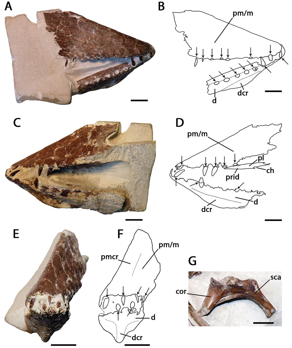 Lonchodraco - Wikipedia